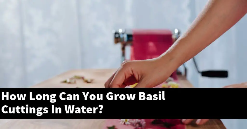 How Long Can You Grow Basil Cuttings In Water? Outdoor Herb Garden