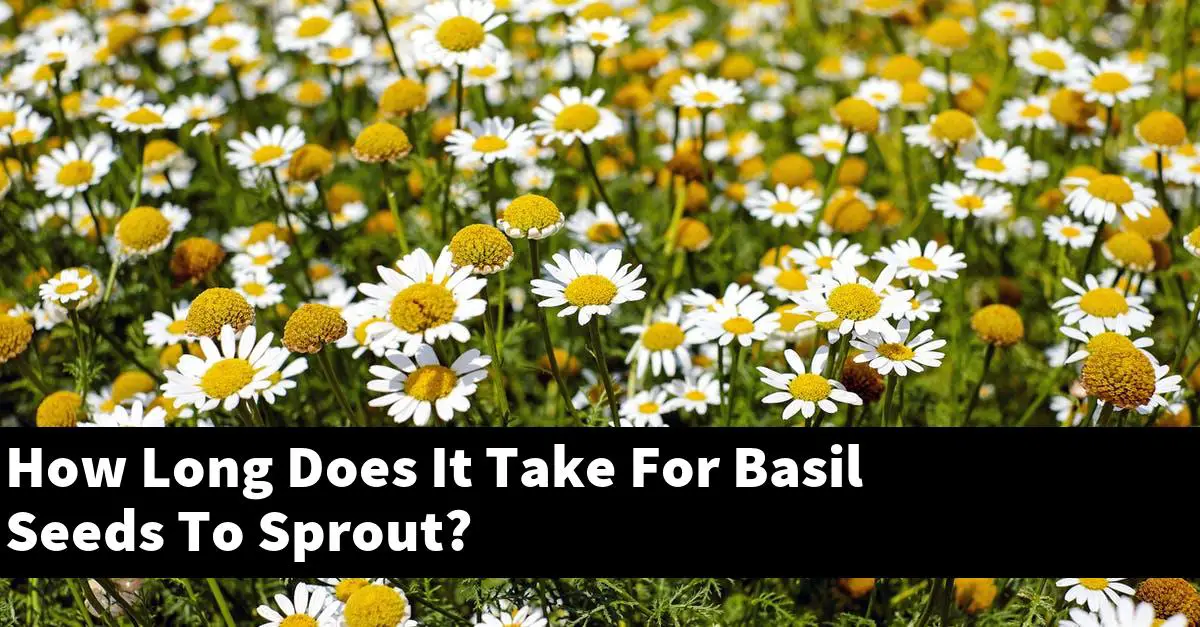 how-long-does-it-take-for-basil-seeds-to-sprout-outdoor-herb-garden