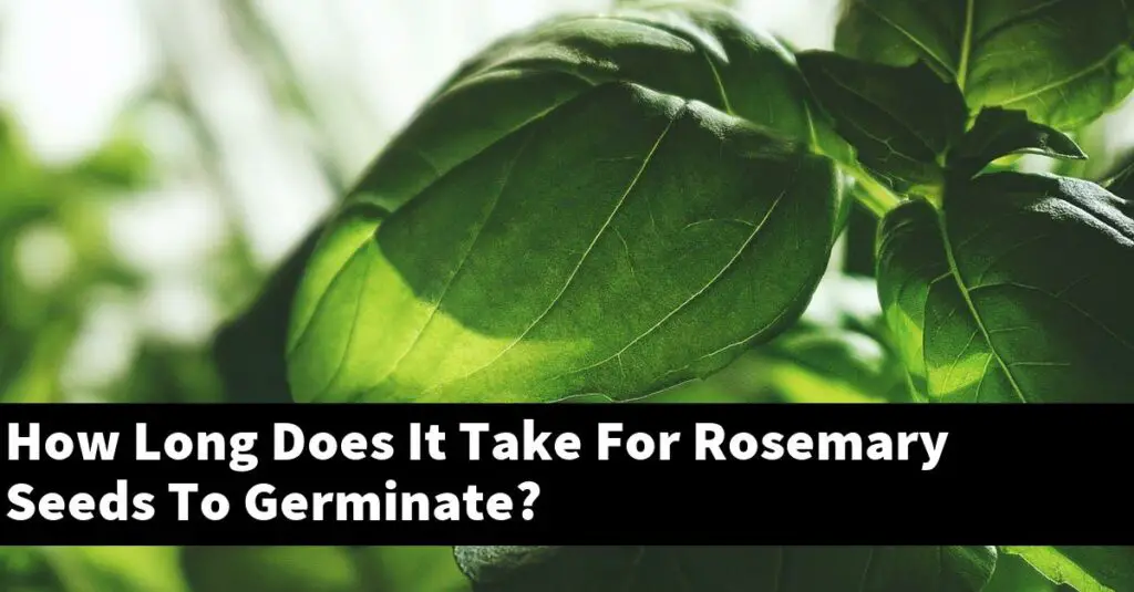 How Long Does It Take For Rosemary Seeds To Germinate? Outdoor Herb Garden
