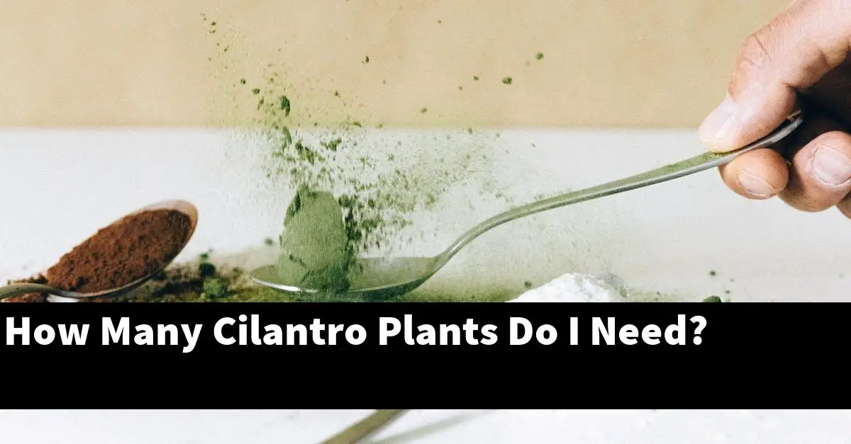 How Many Cilantro Plants Do I Need?