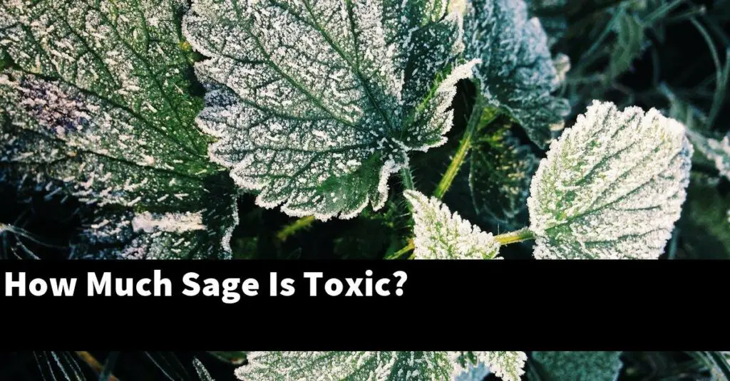 How Much Sage Is Toxic? Outdoor Herb Garden