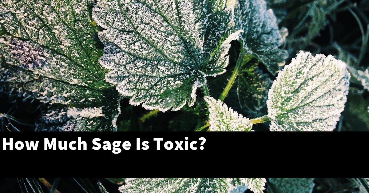 How Much Sage Is Toxic?