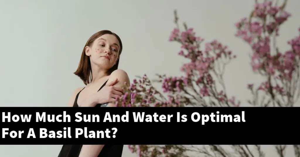 How Much Sun And Water Is Optimal For A Basil Plant? Outdoor Herb Garden