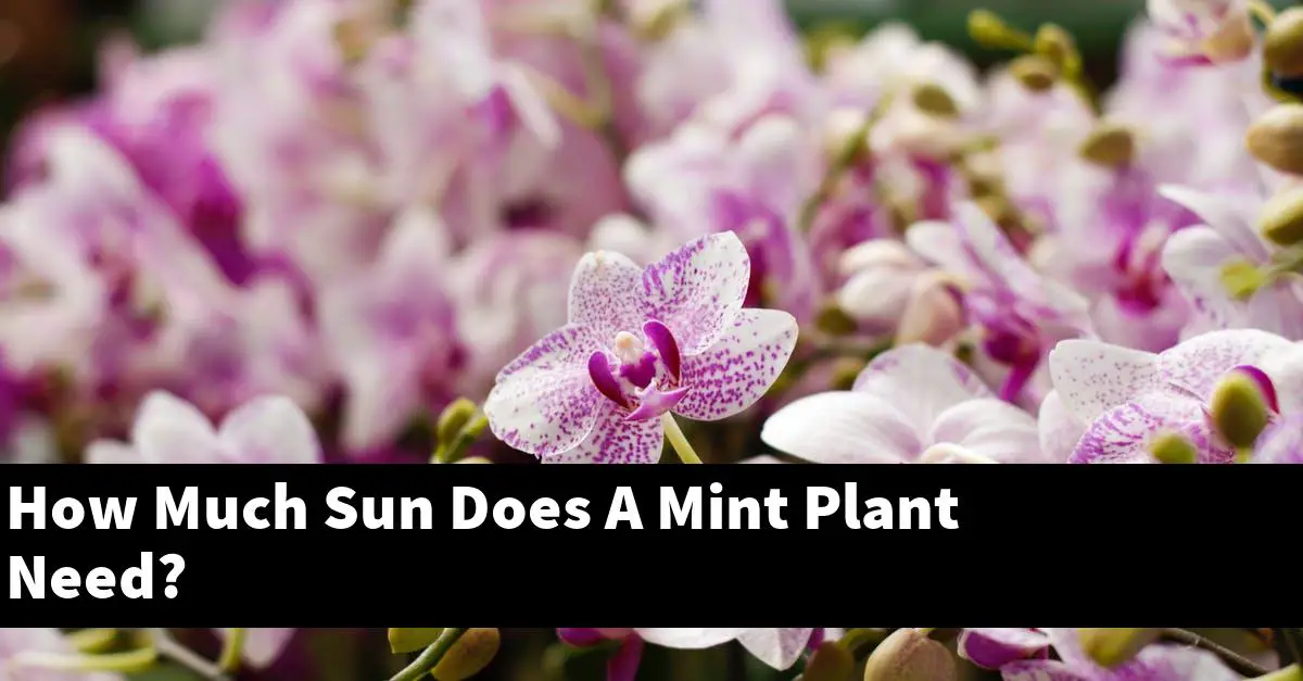 How Much Sun Does A Mint Plant Need?