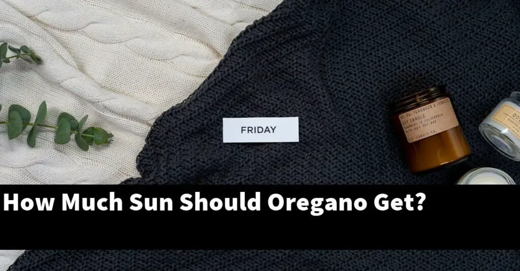 How Much Sun Should Oregano Get? Outdoor Herb Garden