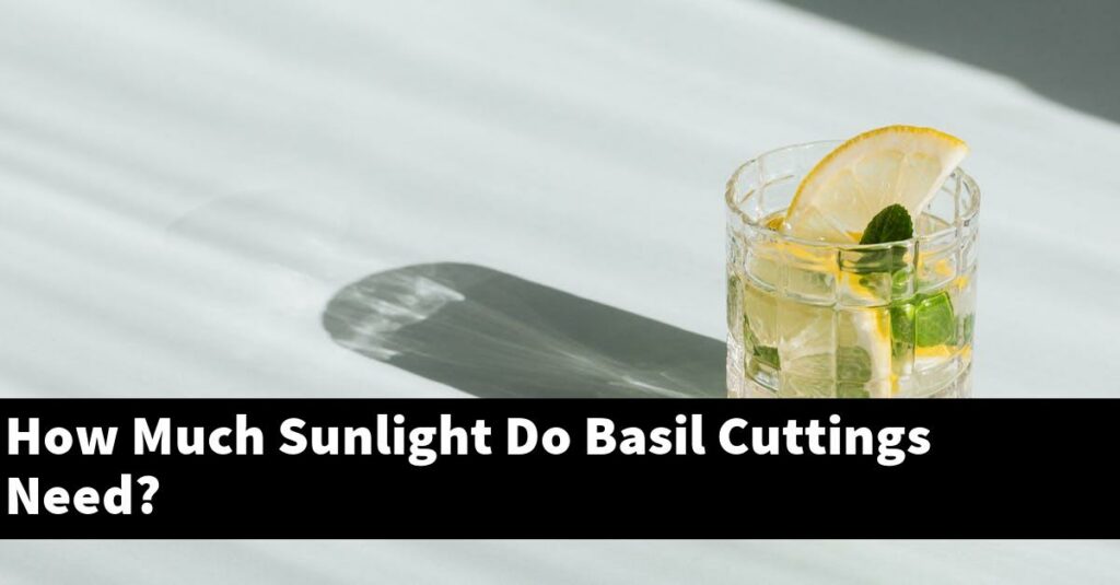 How Much Sunlight Do Basil Cuttings Need? Outdoor Herb Garden