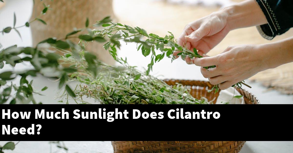 How Much Sunlight Does Cilantro Need?