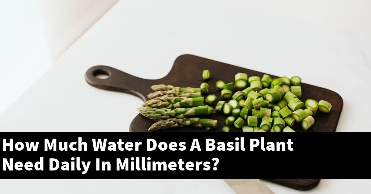 How Much Water Does A Basil Plant Need Daily In Millimeters? Outdoor