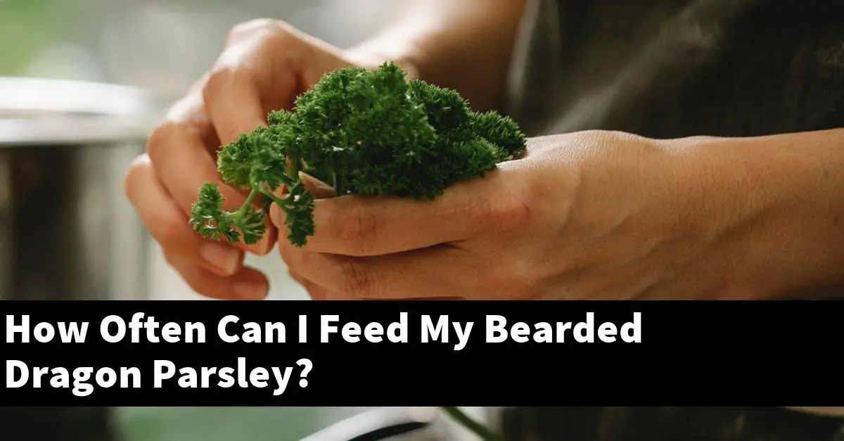 How Often Can I Feed My Bearded Dragon Parsley?