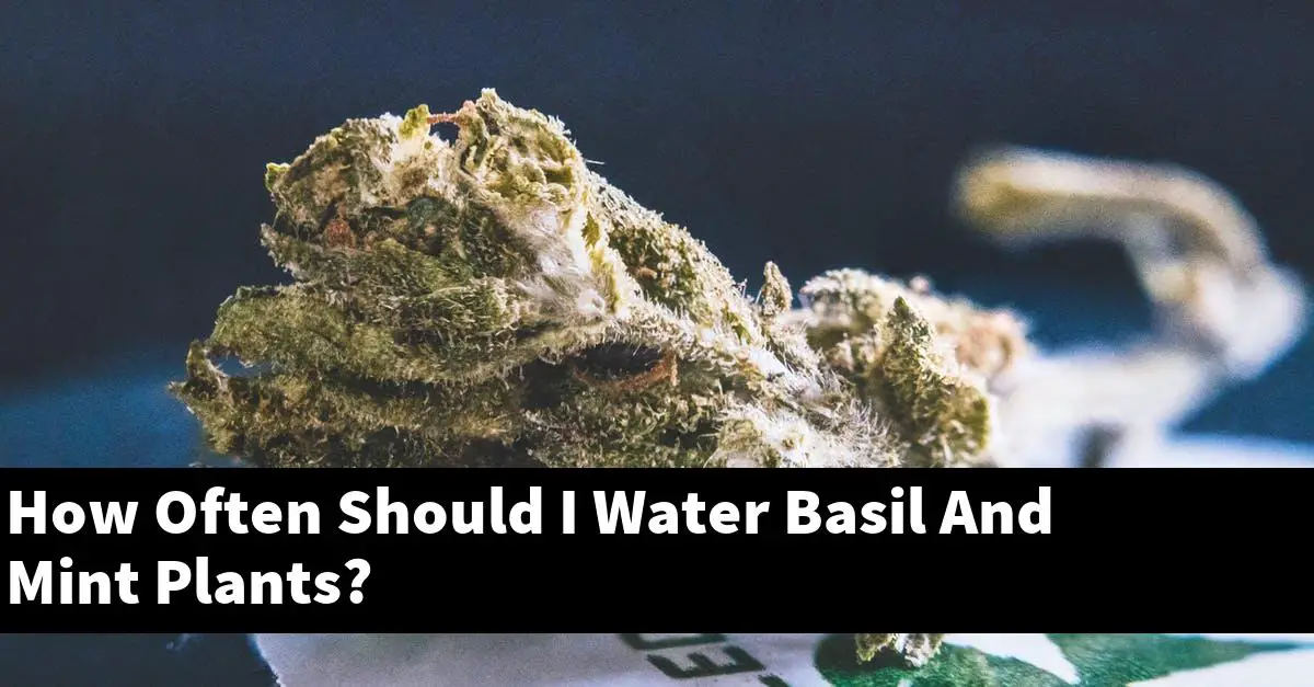 How Often Should I Water Basil And Mint Plants?