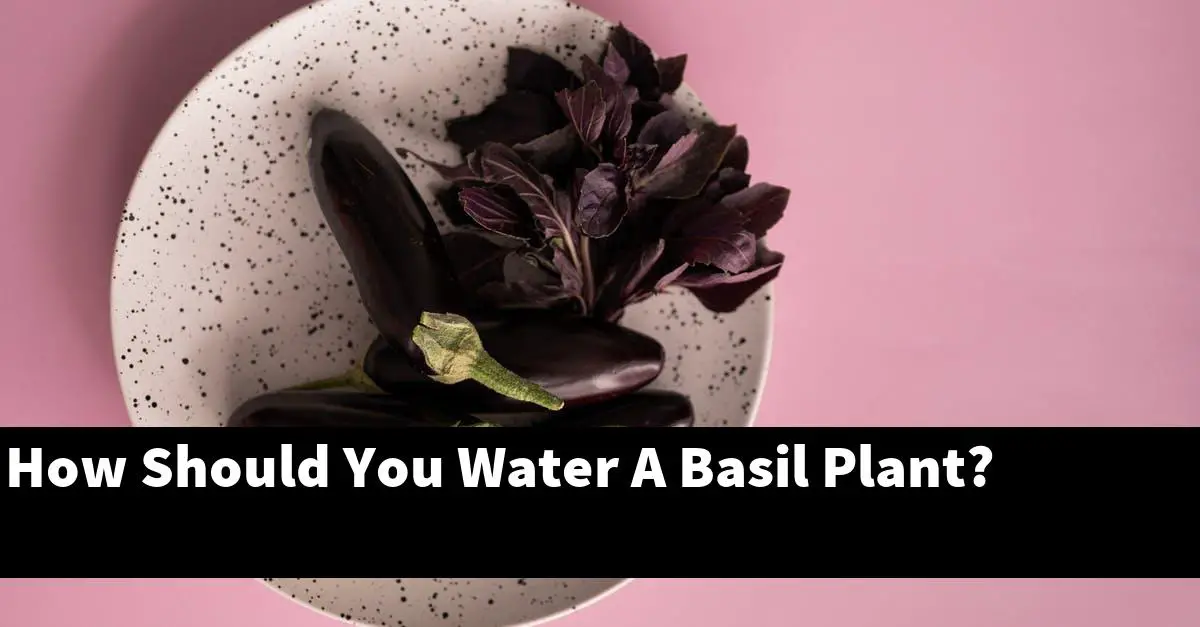 How Should You Water A Basil Plant?