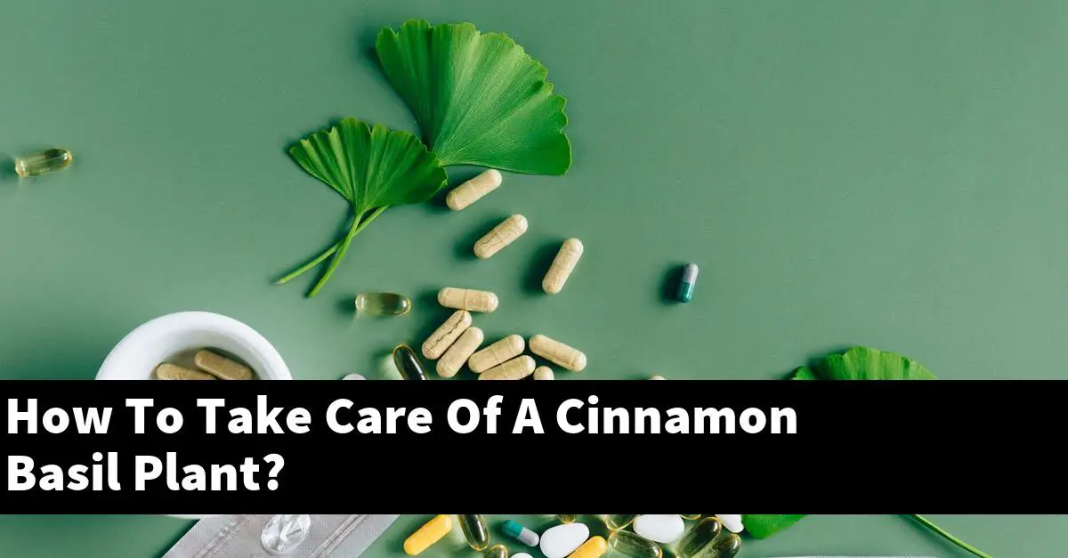How To Take Care Of A Cinnamon Basil Plant?