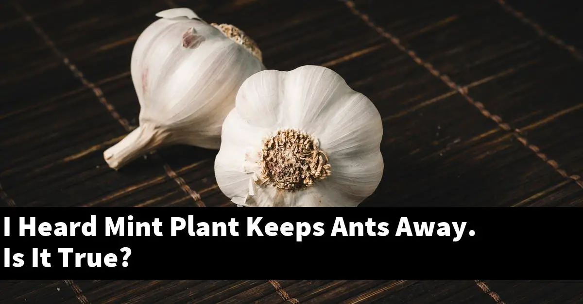 I Heard Mint Plant Keeps Ants Away. Is It True?
