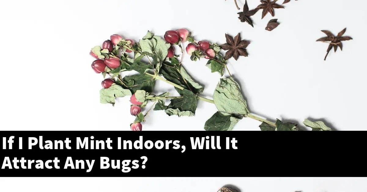 If I Plant Mint Indoors, Will It Attract Any Bugs?