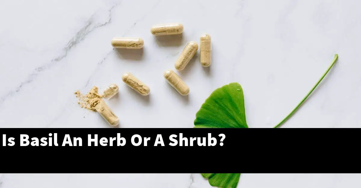 Is Basil An Herb Or A Shrub?