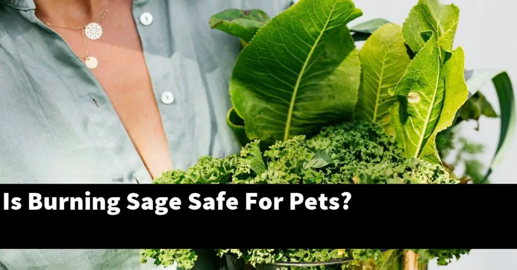 Is Burning Sage Safe For Pets? Outdoor Herb Garden