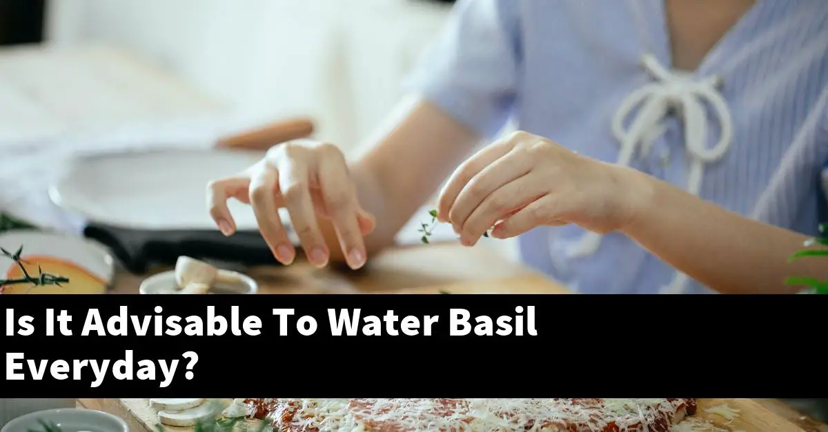 Is It Advisable To Water Basil Everyday?