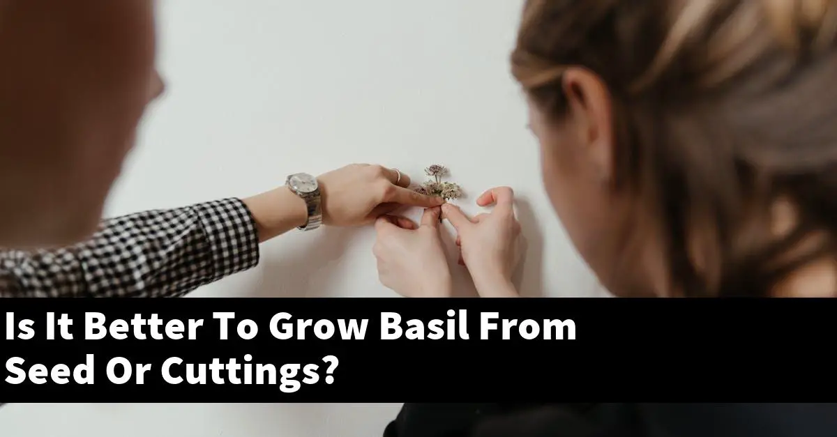 Is It Better To Grow Basil From Seed Or Cuttings?