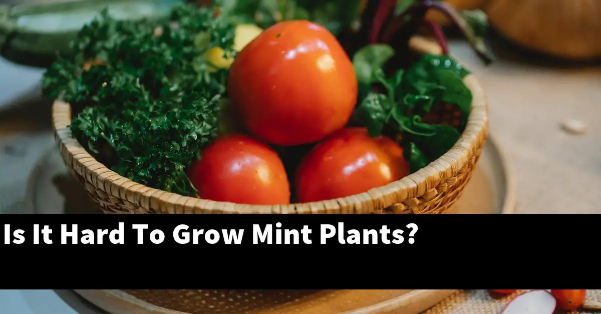 Is It Hard To Grow Mint Plants?