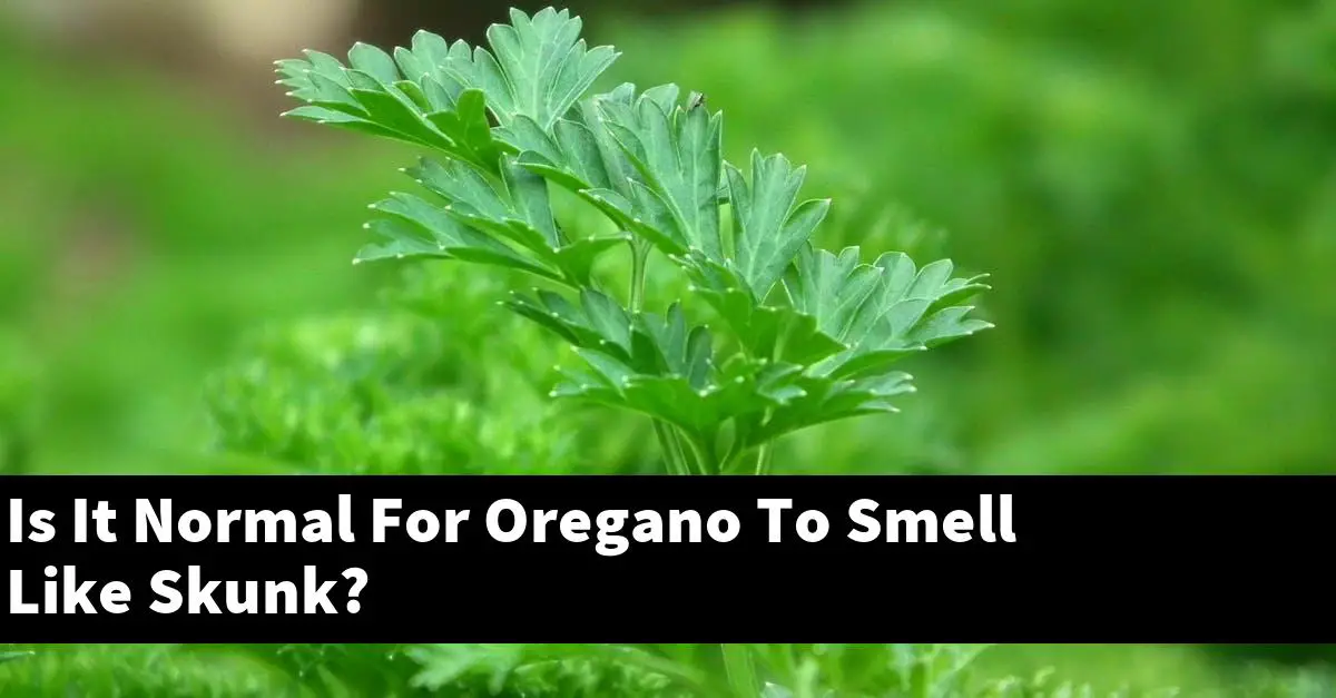 Is It Normal For Oregano To Smell Like Skunk?