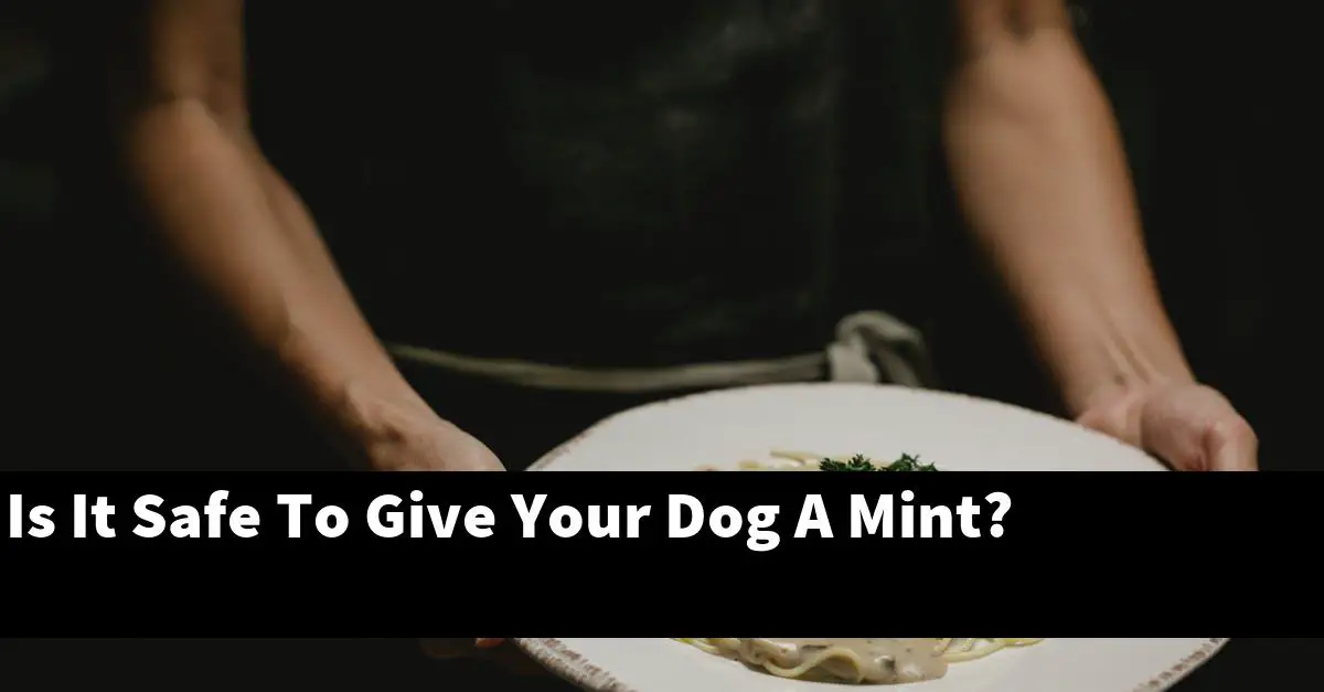 Is It Safe To Give Your Dog A Mint?