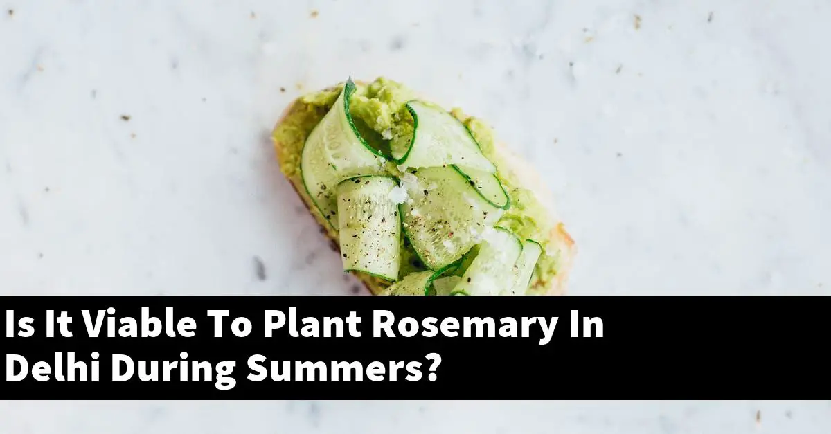 Is It Viable To Plant Rosemary In Delhi During Summers?