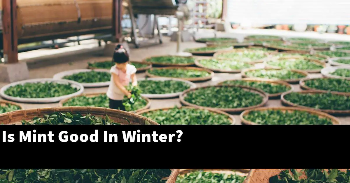 Is Mint Good In Winter?