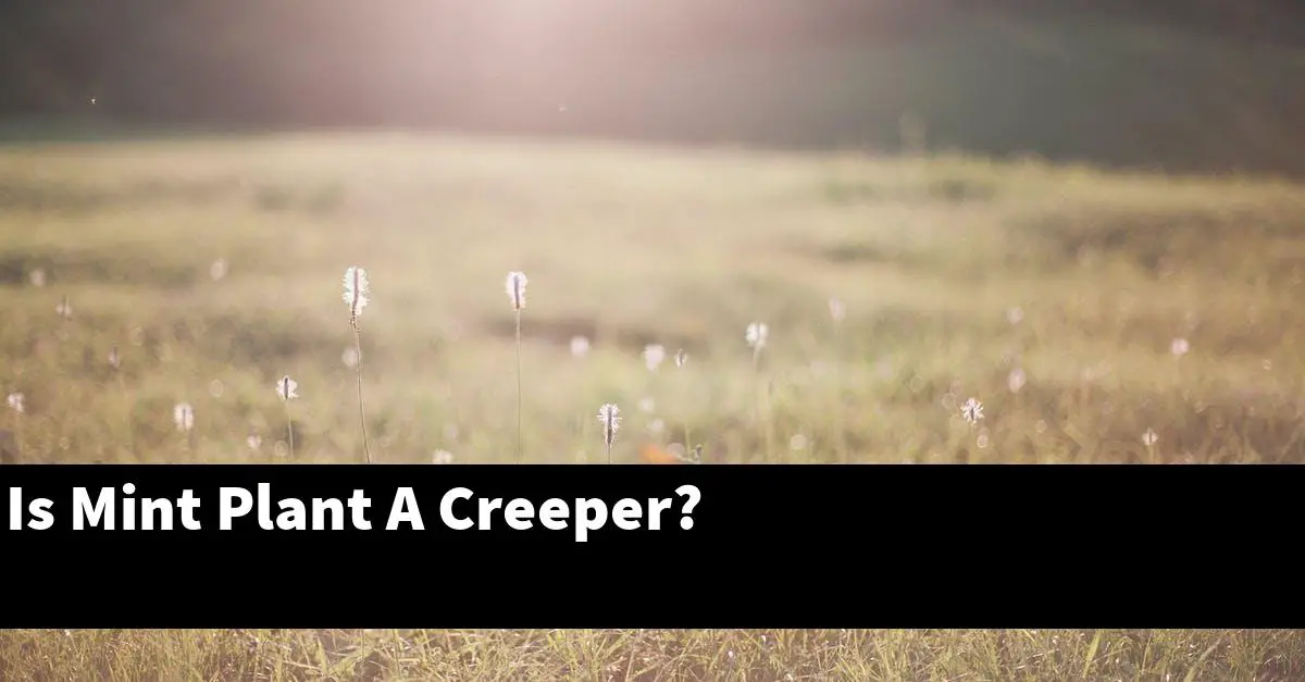 Is Mint Plant A Creeper?