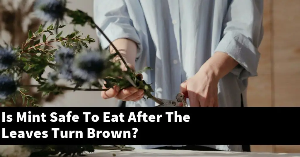 Is Mint Safe To Eat After The Leaves Turn Brown? Outdoor Herb Garden