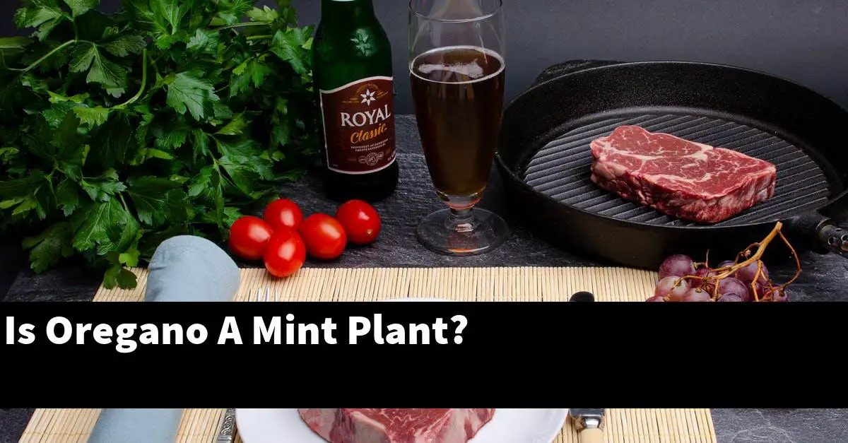 Is Oregano A Mint Plant?
