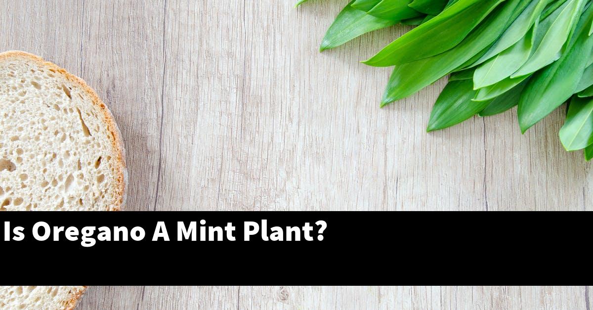 Is Oregano A Mint Plant?