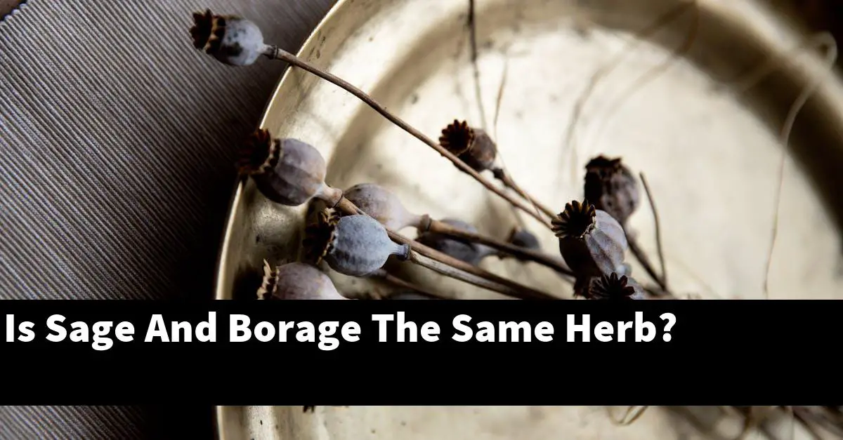 Is Sage And Borage The Same Herb?