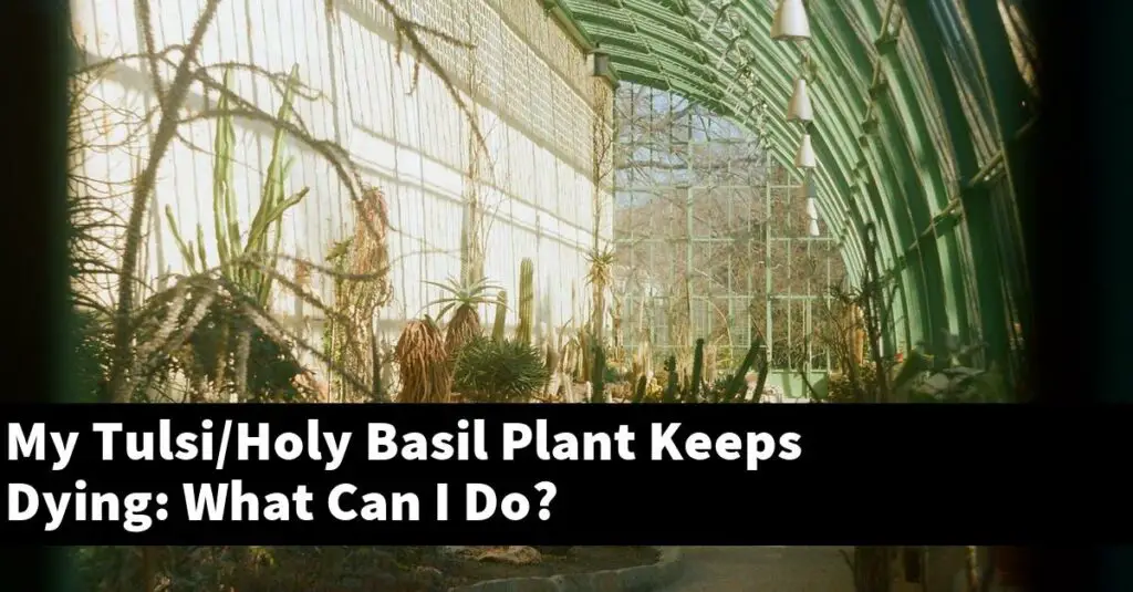 My Tulsi/Holy Basil Plant Keeps Dying What Can I Do? Outdoor Herb Garden