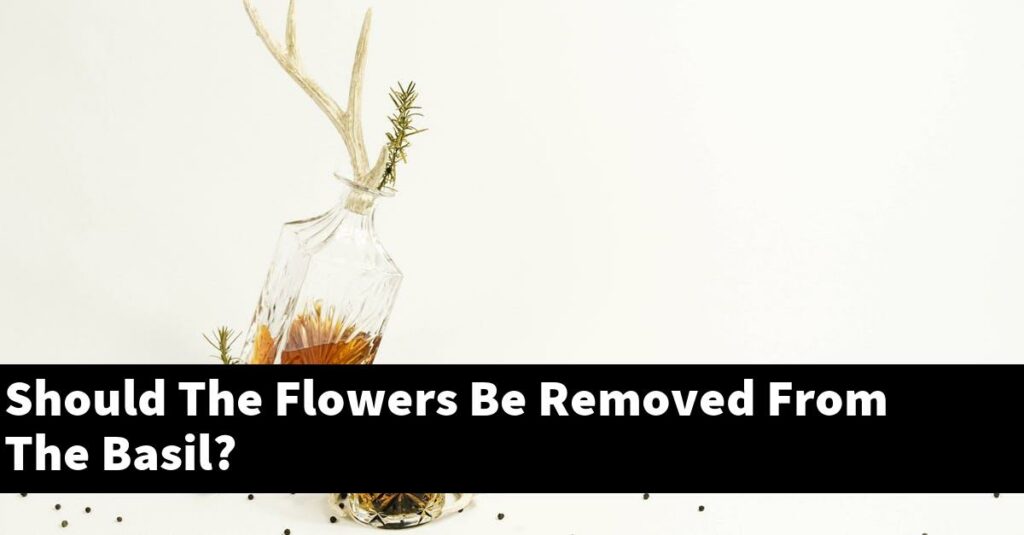 Should The Flowers Be Removed From The Basil? Outdoor Herb Garden