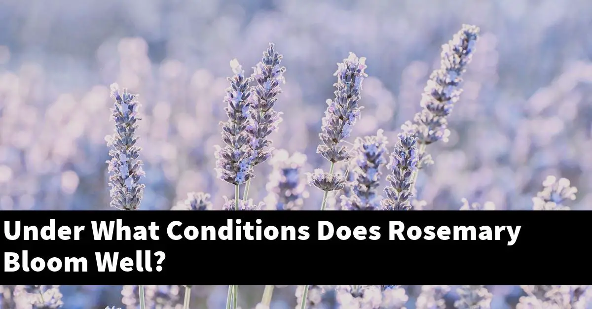 Under What Conditions Does Rosemary Bloom Well?