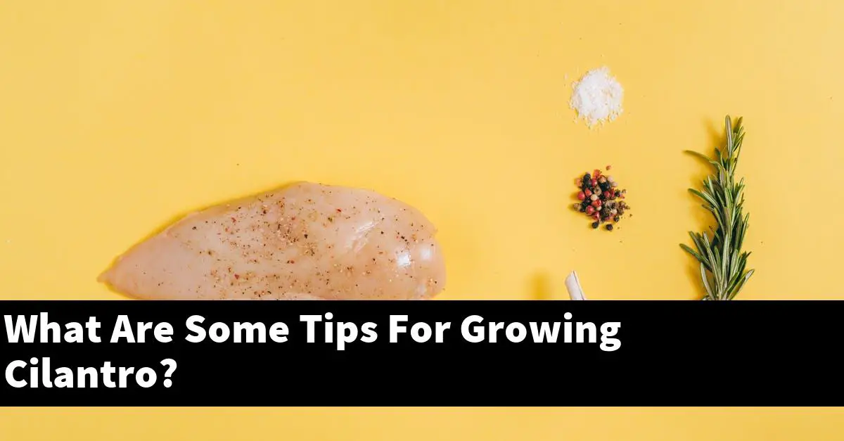 What Are Some Tips For Growing Cilantro?