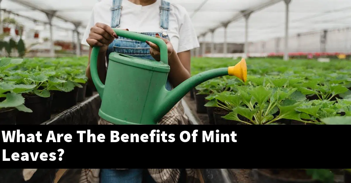 What Are The Benefits Of Mint Leaves 