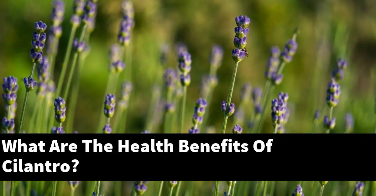 What Are The Health Benefits Of Cilantro?
