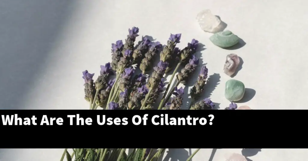 What Are The Uses Of Cilantro? Outdoor Herb Garden