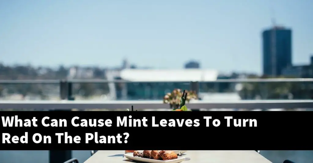 what-can-cause-mint-leaves-to-turn-red-on-the-plant-outdoor-herb-garden