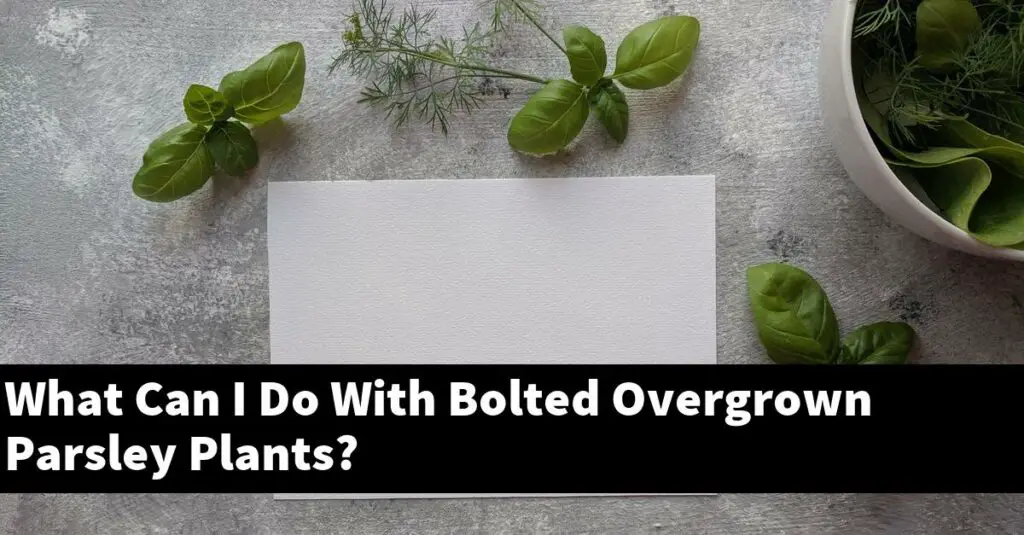 What Can I Do With Bolted Overgrown Parsley Plants? Outdoor Herb Garden