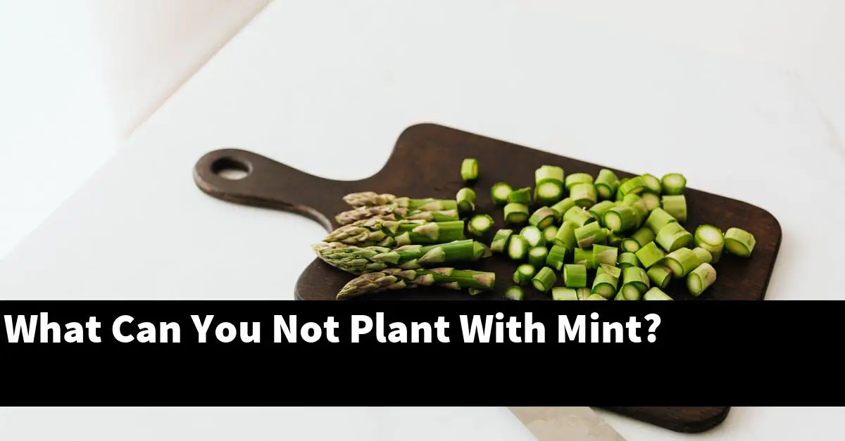 What Can You Not Plant With Mint?