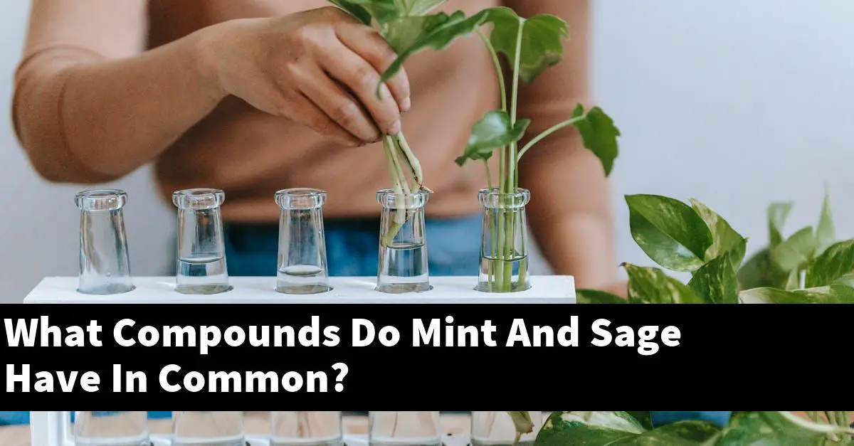 What Compounds Do Mint And Sage Have In Common?