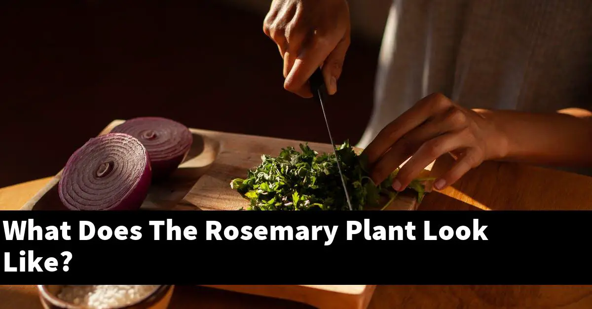 What Does The Rosemary Plant Look Like?