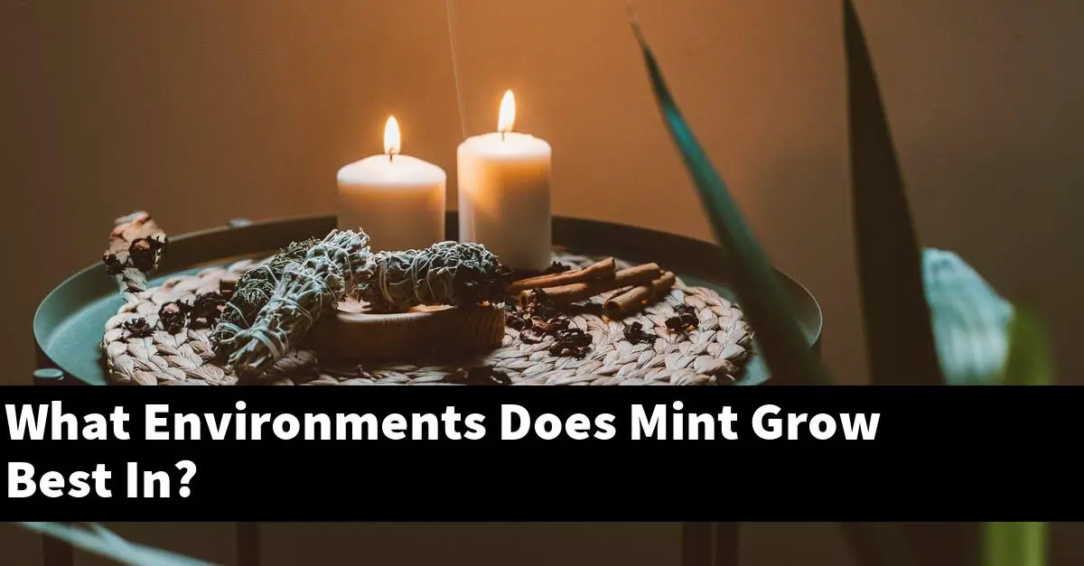 What Environments Does Mint Grow Best In?