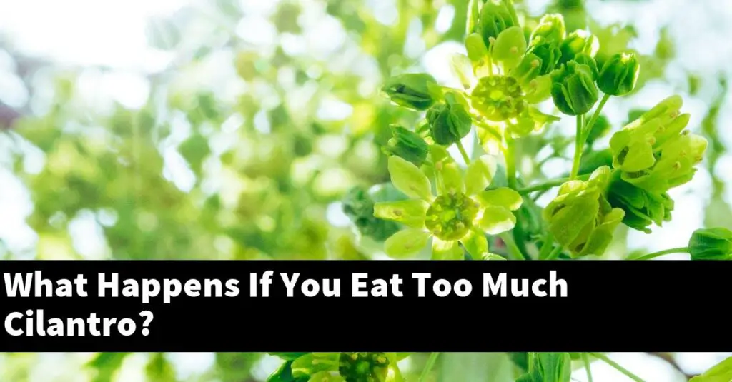 What Happens If You Eat Too Much Cilantro? Outdoor Herb Garden