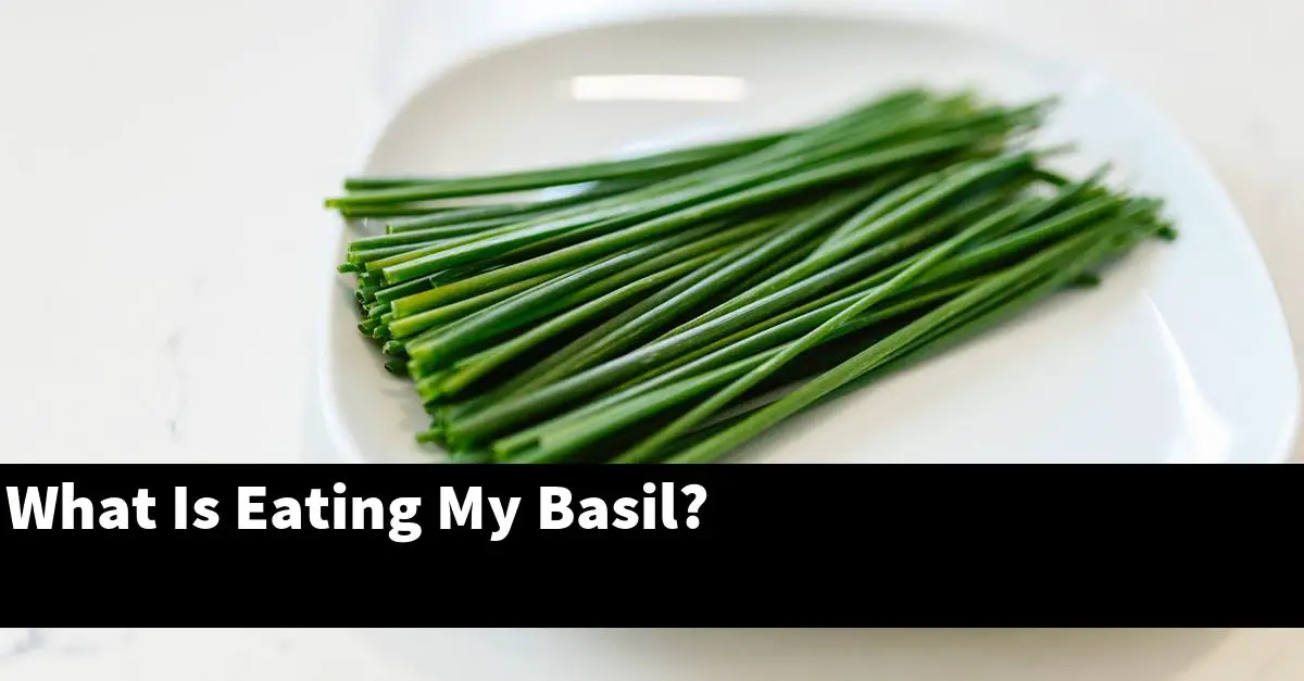 what-is-eating-my-basil-outdoor-herb-garden