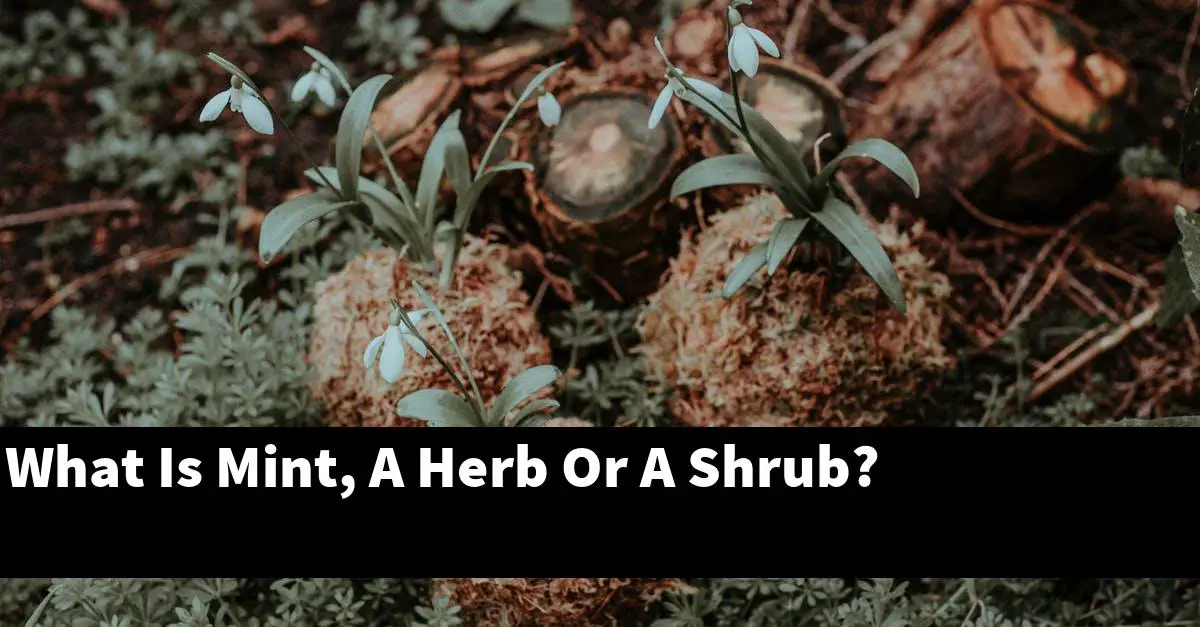 What Is Mint, A Herb Or A Shrub?