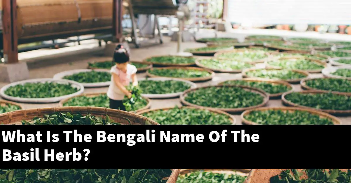 What Is The Bengali Name Of The Basil Herb?