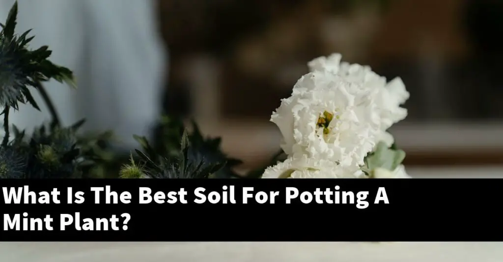 What Is The Best Soil For Potting A Mint Plant? Outdoor Herb Garden